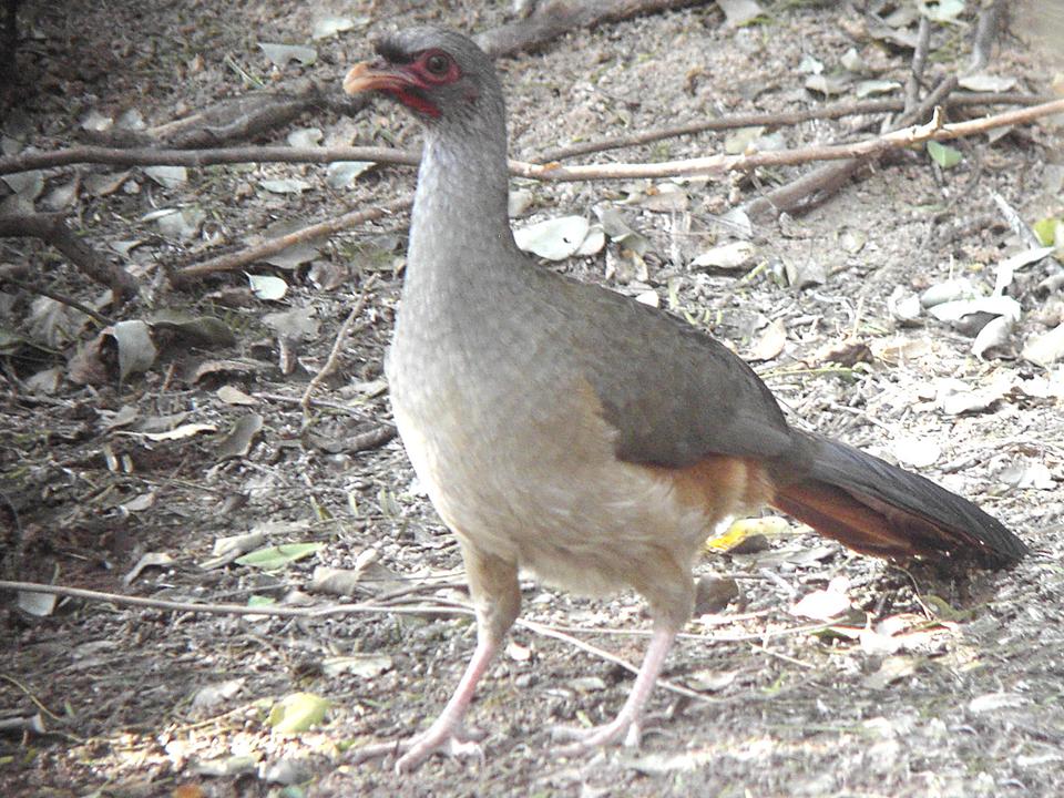 FIGURE 1 FIGURE 1